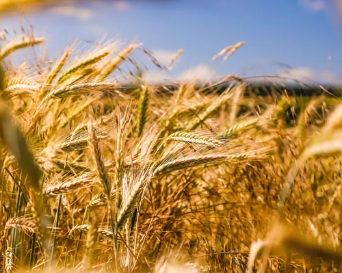 Saline Stadtilm GmbH Landwirtschaft Thüringen